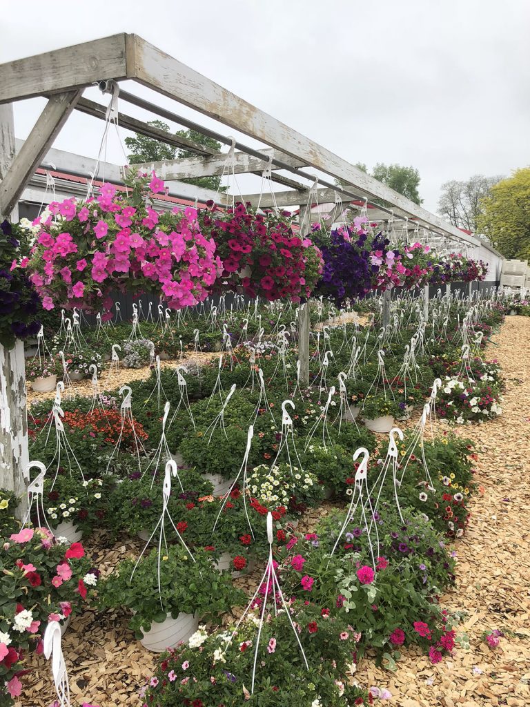 Flowers hanging in greenhouse