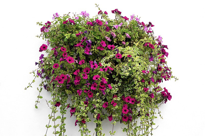 Hanging Basket of flowers